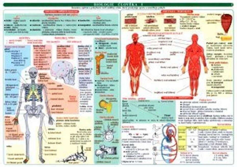 Tabulka - biologie člověka, 1.  vydání - main (0)