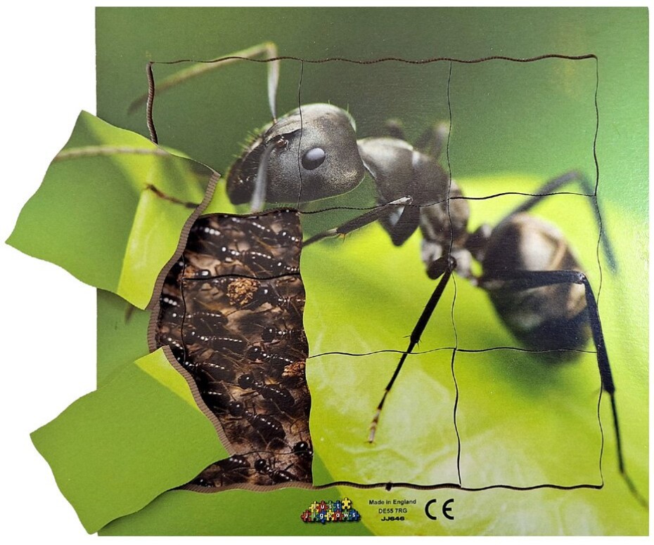 Just Jigsaws 646 Mravenec a jeho životní cyklus - dřevěné vrstvené puzzle 19 dílů - main (0)