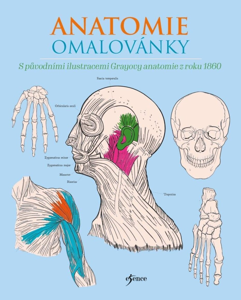 Anatomie omalovánky - Henry Gray - main (0)